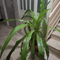 گل سوسن عنکبوتی