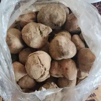 دنبلان (قارچ ترافل)