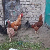 مرغ و خروس
