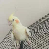 جفت طوطی عروس هلندی با قفس و لوازم|پرنده|قروه, |دیوار