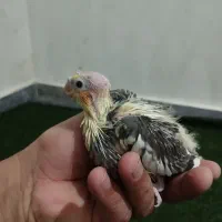 جوجه عروس هلندی