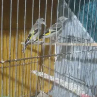 جوجه سهره معاوضه باند ماشین پخش ظبط