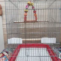 قفس لونه طوطی