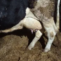 گاو گوساله نر|حیوانات مزرعه|گنبد کاووس, |دیوار