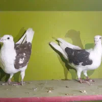 دوکت پلاکی کاکل