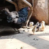 ۱ عدد مرغ کرچ با ۷ جوجه