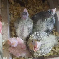 طوطی جوجه عروس هلندی