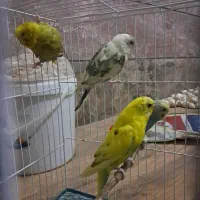 مرغ عشق