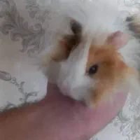 خوکچه هندی|موش و خرگوش|اندیشه, اندیشه فاز ۵|دیوار