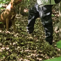 واگذاری سگ پیت بول آموزش دیده