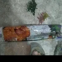 آکواریوم|ماهی|کرمانشاه, |دیوار