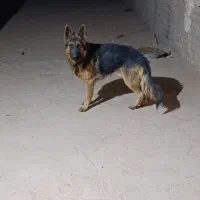 سگ ژرمن دهن پاک|سگ|ساوه, |دیوار