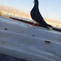 خوشرنگ سیاه نر|پرنده|شیراز, کوشک میدان|دیوار