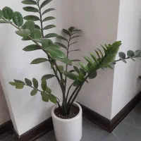 گل طبیعی زامفولیا