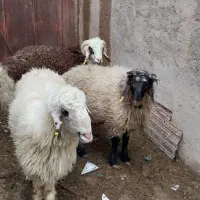 بره چاق درجه ۱|حیوانات مزرعه|یزد, |دیوار