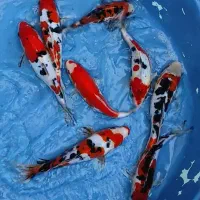 کوی نژاد دار|ماهی|اصفهان, کوجان|دیوار