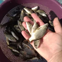 ماهی تاتای مجارستانی پر طلایی