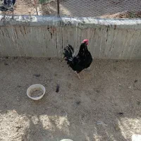 3عدد مرغ ویک عدد خروس گلین|حیوانات مزرعه|شهرضا, |دیوار