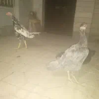 مرغ لاری طوسی وسیاه