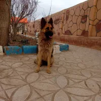 واگذاری یک قلاده سگ مولد|سگ|مشهد, کاظم آباد پنجشنبه|دیوار