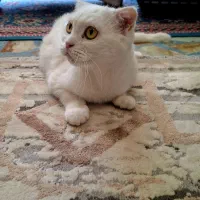 اسکاتیش سفید|گربه|شیراز, ارم|دیوار