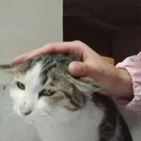 بچه گربه|گربه|زنجان, |دیوار