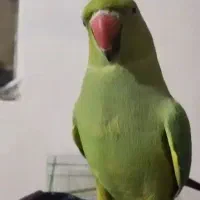 طوطی رام رام دستی