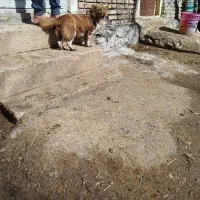 سگ پاکوتاه ،سرابی، 2ساله، ماده،نگهبان