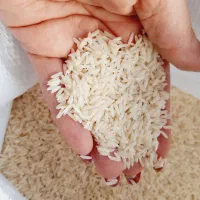 برنج طارم خالص امساله خوش پخت ومعطر بوجاری