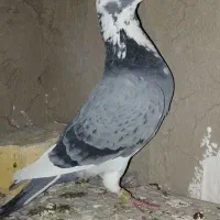 کبوتر معاوضه با مرغ