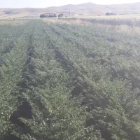 نخود بذری درجه ۱