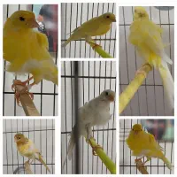 پرنده های زینتی|پرنده|سبزوار, غرب نیروگاه|دیوار