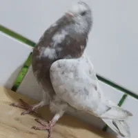 کبوتر سرخ عربی