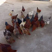 خروس محلی|حیوانات مزرعه|قره قوین, |دیوار