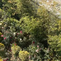 سرایدار جهت ویلا شخصی