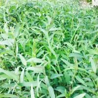 نهال اکلیتوس موجود|خدمات باغبانی و درختکاری|جهرم, |دیوار