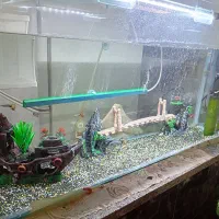 آکواریوم شیک|ماهی|چناران, |دیوار