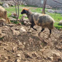 میش گله داری