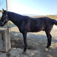 فروش اسب ایرانی|اسب و تجهیزات اسب‌سواری|مشهد, کوثر|دیوار