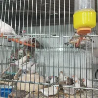 قناری .فنچ.عروس هلندی .مرغ عشق.|پرنده|خمینیشهر, |دیوار