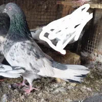 دوعدد کبوتر نروماده پاکستانی بشرط پرش بالا