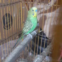 مرغ عشق نر دوتا|پرنده|آبادان, |دیوار