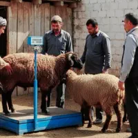 گوسفند*بره نر*نژاد مغان چراگاهی/قصاب رایگان+زنده