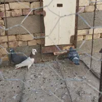 چند عدد پرنده|پرنده|هامون, |دیوار