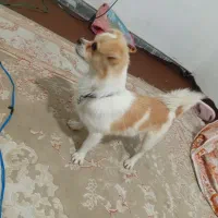 فروش و معاوضه|سگ|پاکدشت, پاکدشت (مامازند)|دیوار