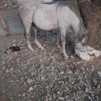 اسب سفید|حیوانات مزرعه|لنده, |دیوار