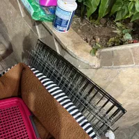 توله چشم دکمه ای فقط 2900|سگ|تهران, صادقیه|دیوار