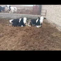 سه عددگاوشیری بادوگوساله ماده