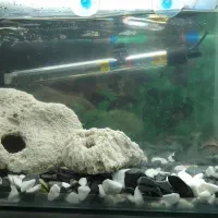 اکواریوم با ماهی و لوازم