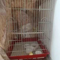 طوطی برزیلی نر